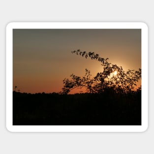 Beautiful sunset on the hill with trees in foreground Sticker